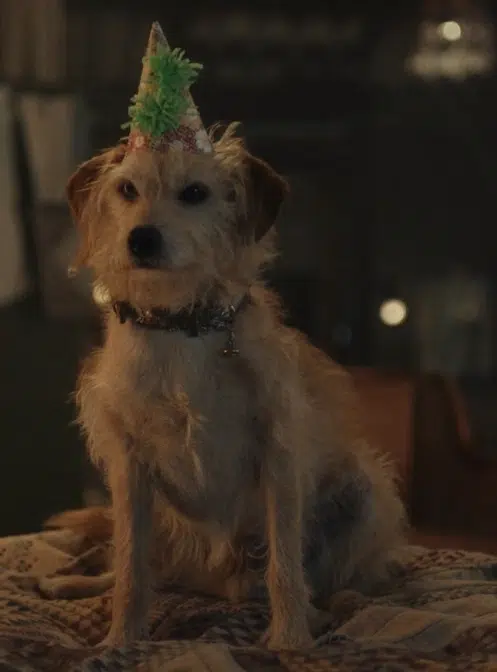 What Breed of Dog Is Buddy in Cruella? Popular Movie Pup