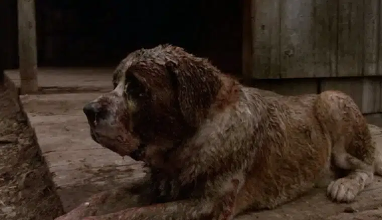 What Breed of Dog Was Cujo? Famous Movie Character Facts