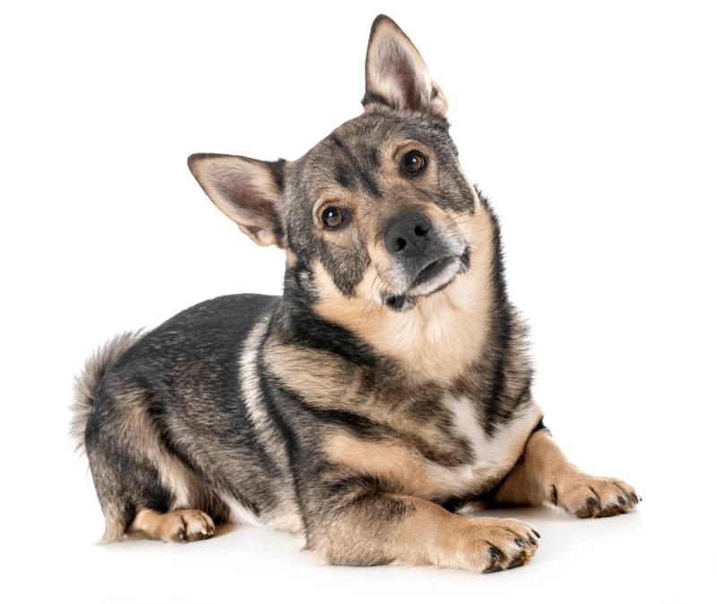 Swedish Vallhund dog in front of white background