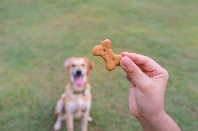 Dog Treats: How Many Is Too Many? Vet-Reviewed Facts & Care Tips