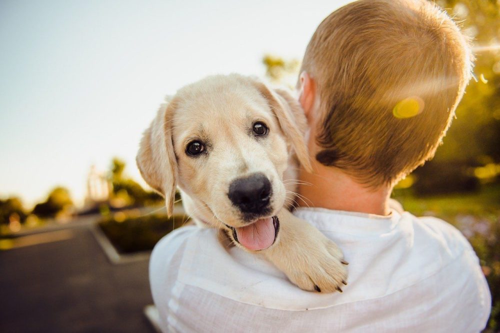 How to Take Care of Your Dog: 21 Vet-Approved Tips