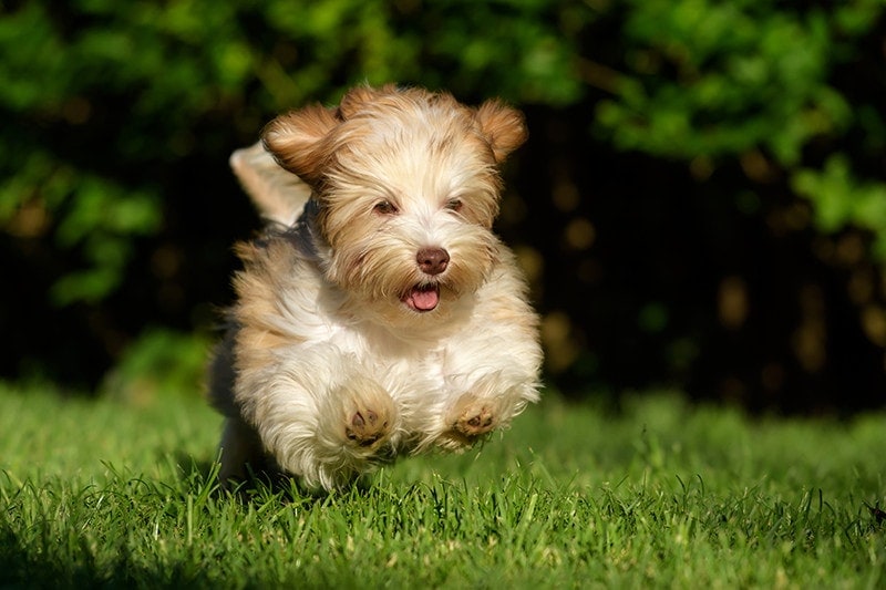 tobacco havanese Colors / Colours in - Havaneser Farben - info chocolate brown colour color Just click the back button after adding to cart and repeat steps 1 our havanese California Havanese