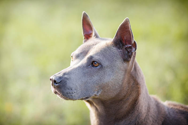 How Much Does a Thai Ridgeback Dog Cost? 2026 Price Guide
