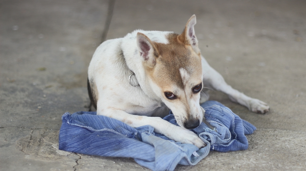 Why Does My Dog Steal My Clothes? 6 Likely Reasons & What to Do