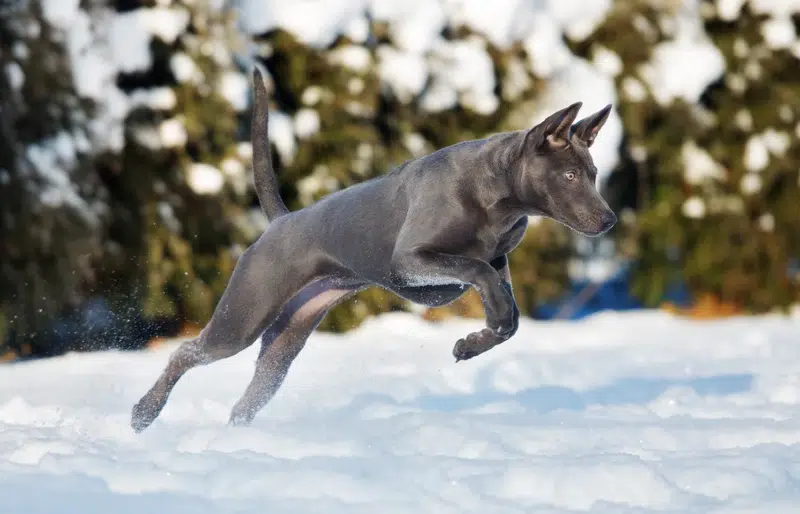 3 Different Types of Ridgeback Dogs: Info, Pictures & Origins