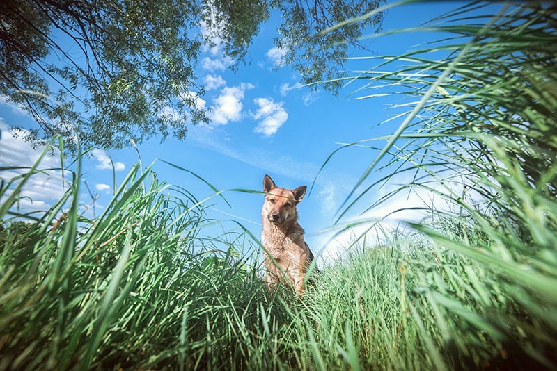Can Dogs Be Allergic to Grass? (Vet Answer)
