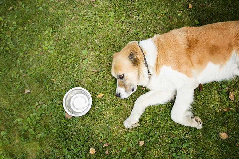 How Long Can a Dog Go Without Water? Vet-Verified Facts & Safety Guide