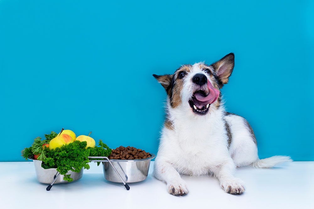 Can Dogs Be Vegan? Vet Approved Advice & Safety Tips