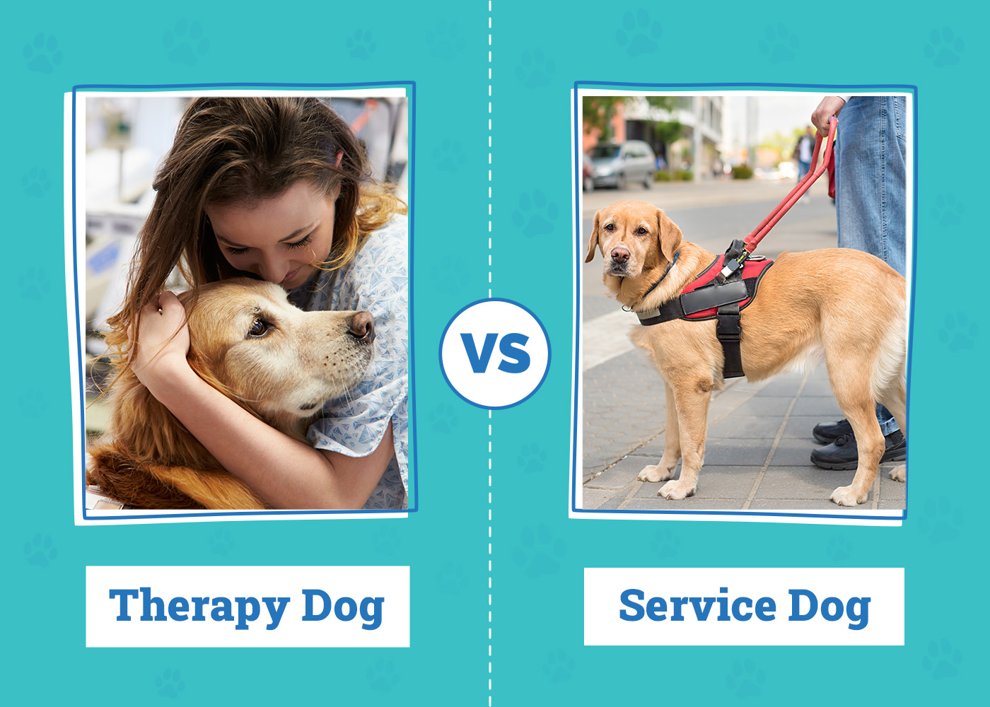 Therapy Dog vs Service Dog: Vet-Verified Differences