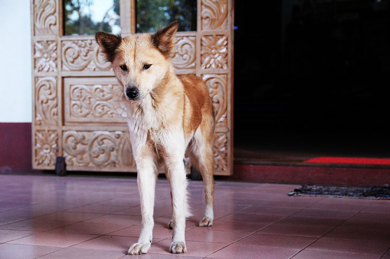 8 Vet-Reviewed Signs You Are Underfeeding Your Dog