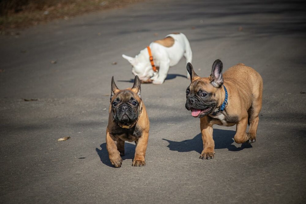 9 Vet-Verified Common French Bulldog Colors (With Pictures)
