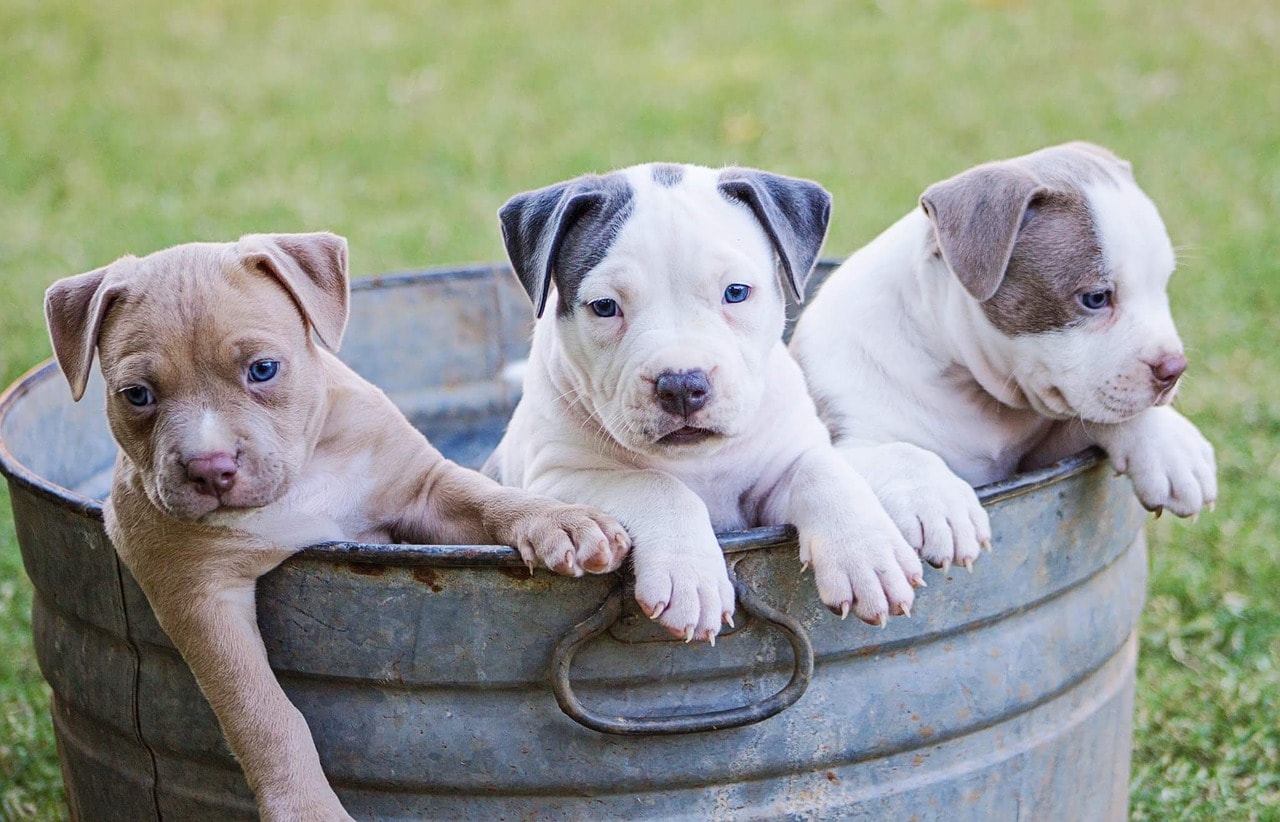 Breeding Rights for Dogs: What They Are, Paperwork & Warnings