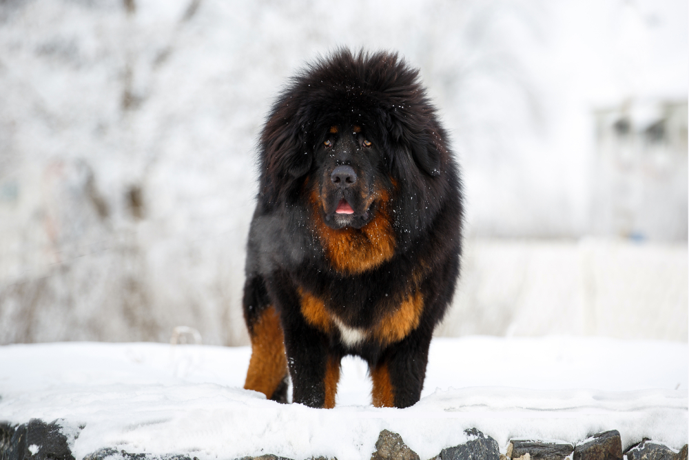 Tibetan Mastiff dog standing in the snow
