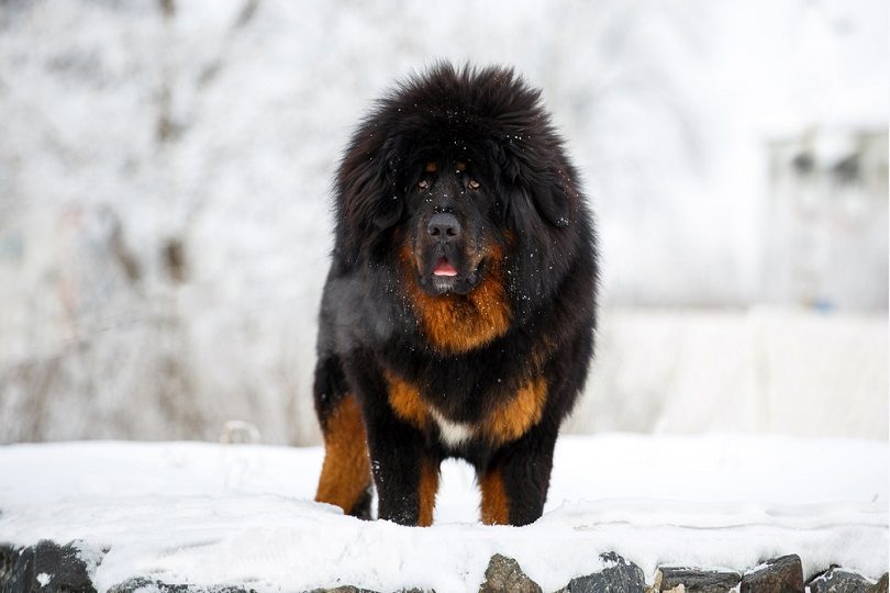 Tibetan Mastiff Price: How Much Do They Cost? 2026 Price Guide