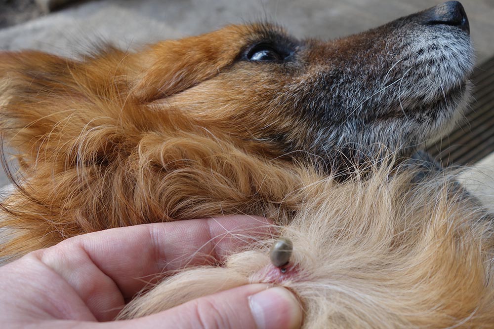 How to Remove a Tick From a Dog: Vet-Approved Step-by-Step Guide