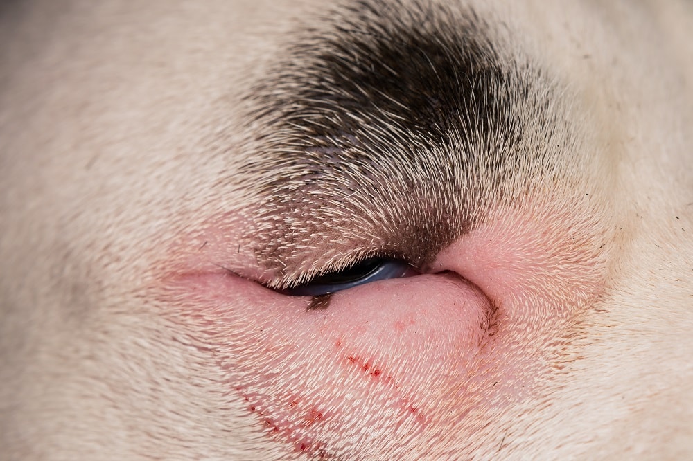 How Much Does Entropion Surgery for Dogs Cost? (2026 Price Guide)