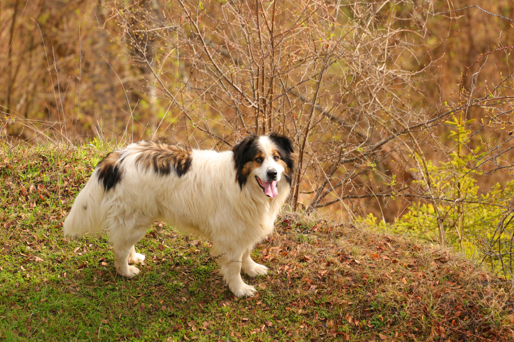 Tornjak Bosnian and Herzegovinian – Croatian Shepherd dog standing outdoors