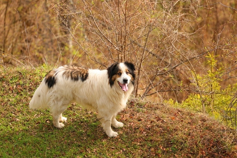 Tornjak Dog Breed Guide: Info, Pictures, Care & Traits