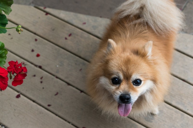 Toy Pom Terrier Dog Breed: Info, Traits & Pictures