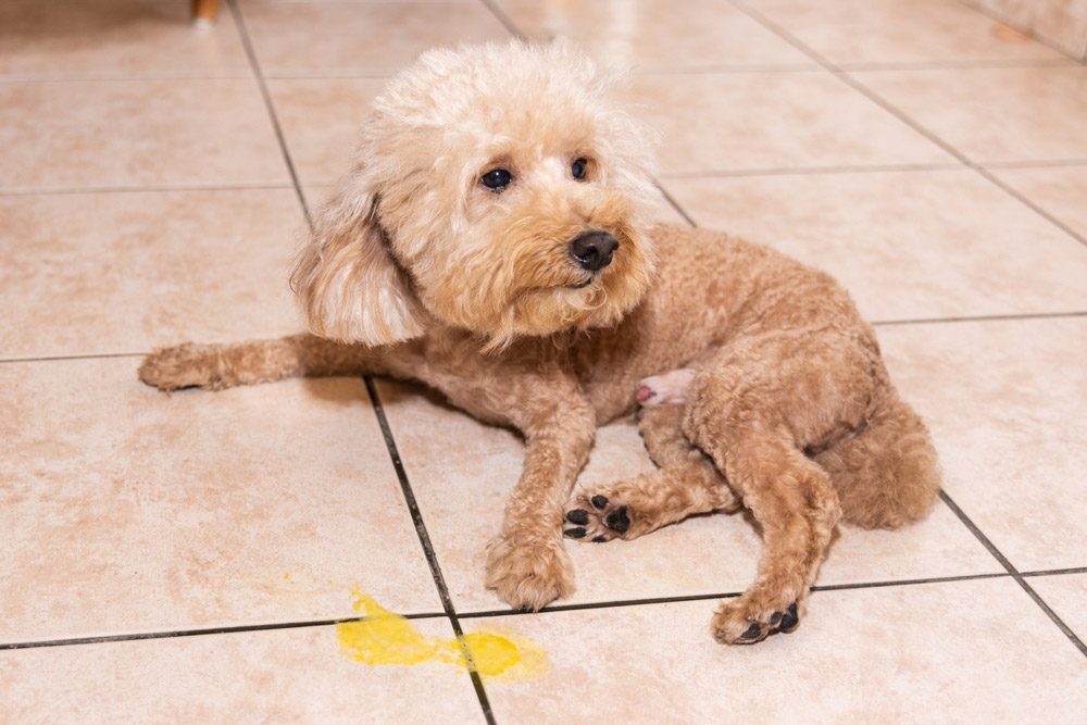 Why Is My Dog Vomiting Yellow? Reasons & What to Do (Vet Answer)