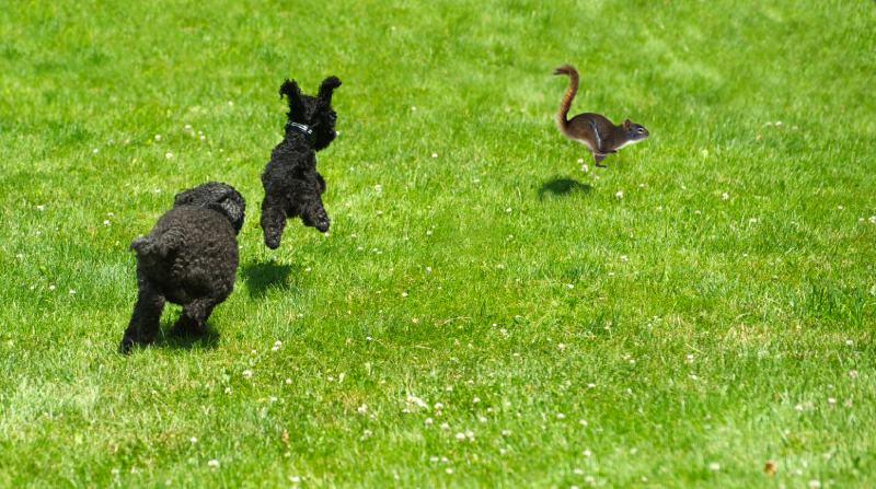 Why Do Dogs Chase Squirrels? Vet-Reviewed Reasons