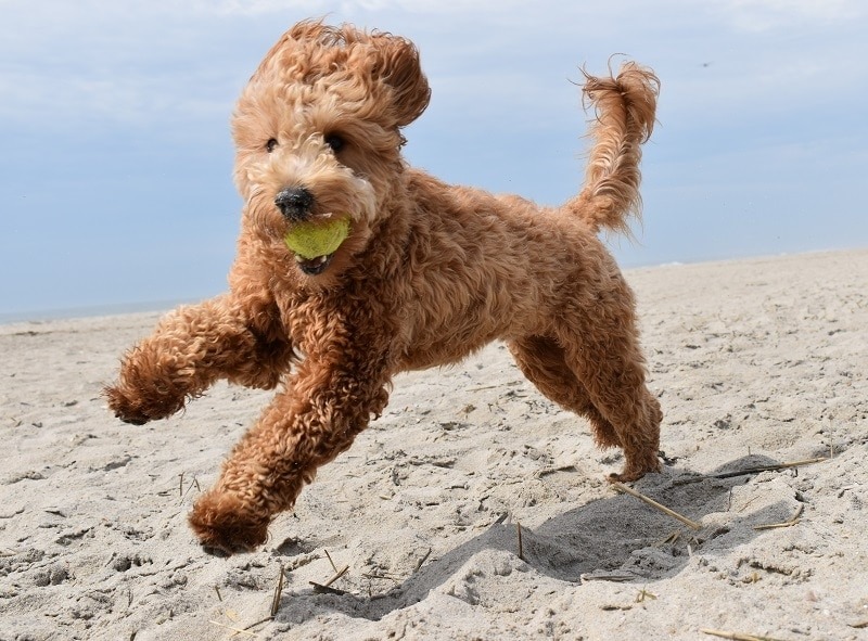 Training Goldendoodle