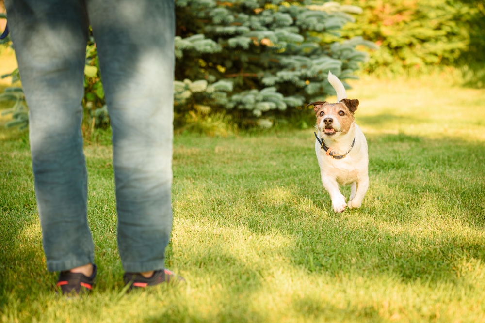 How to Get a Scared Dog to Trust You: 10 Vet-Approved Tips & Tricks