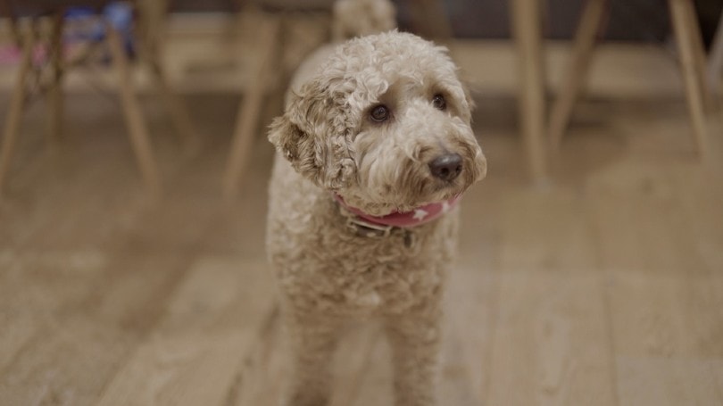 Ttoodle (Tibetan Terrier & Poodle Mix): Info, Pictures, Care Guide & Traits