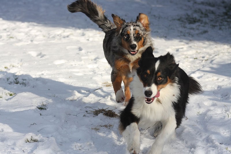 Is It True That Australian Shepherds Have Webbed Feet? Vet-Verified Facts