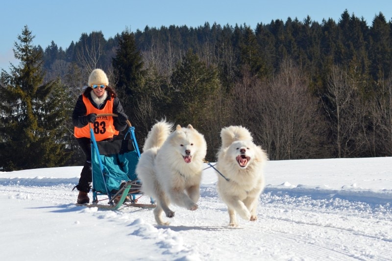 How to Train a Sled Dog: 12 Vet-Approved Tips & Equipment Essentials