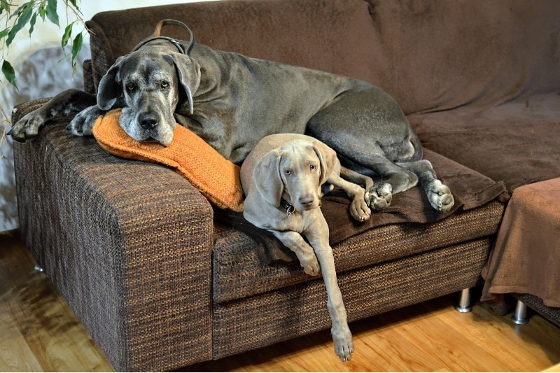 When to Switch a Great Dane From Puppy to Adult Food? Vet Approved Guide