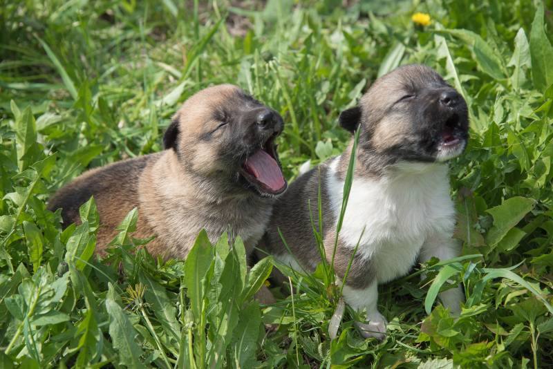 Why Do Puppies Cry & Whine? 6 Vet-Verified Reasons & Care Tips