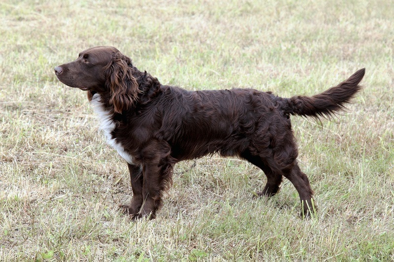 German Spaniel (Deutscher Wachtelhund): Info, Pictures, Care & More