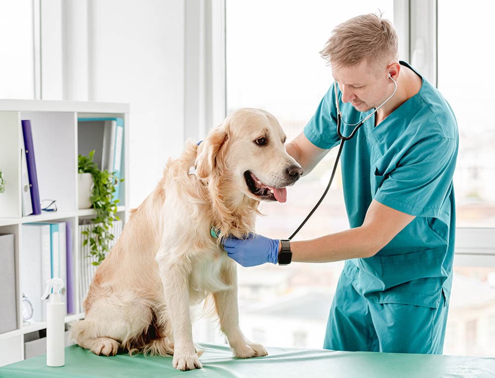 7 Best Dog Foods for Heart Murmurs in 2026 - Top Picks & Reviews