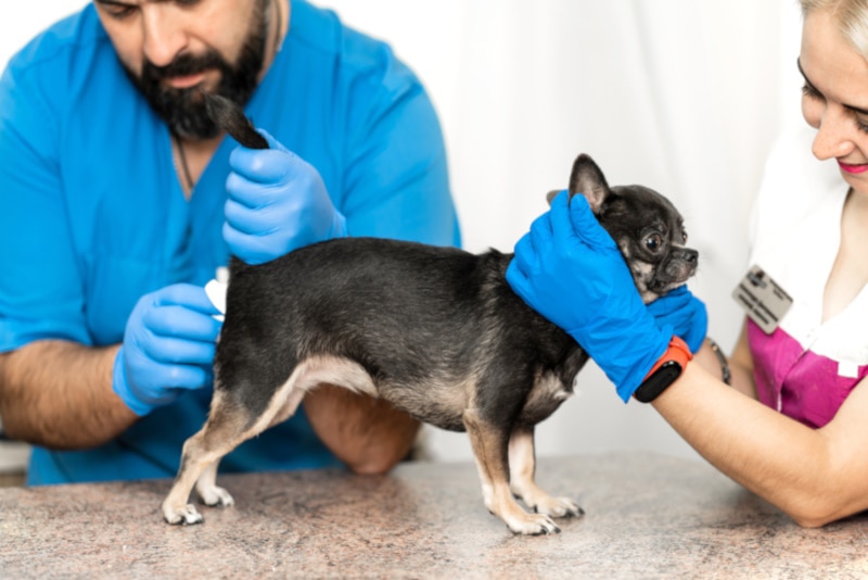 Why Do Dogs Anal Glands Fill Up? Vet-Approved Facts & FAQ