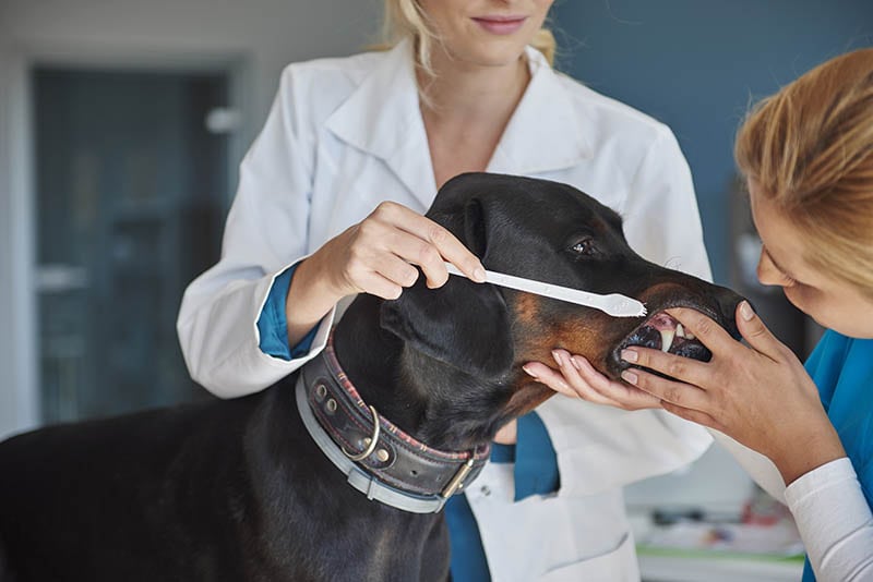 How to Groom a Doberman: 5 Vet-Approved Steps