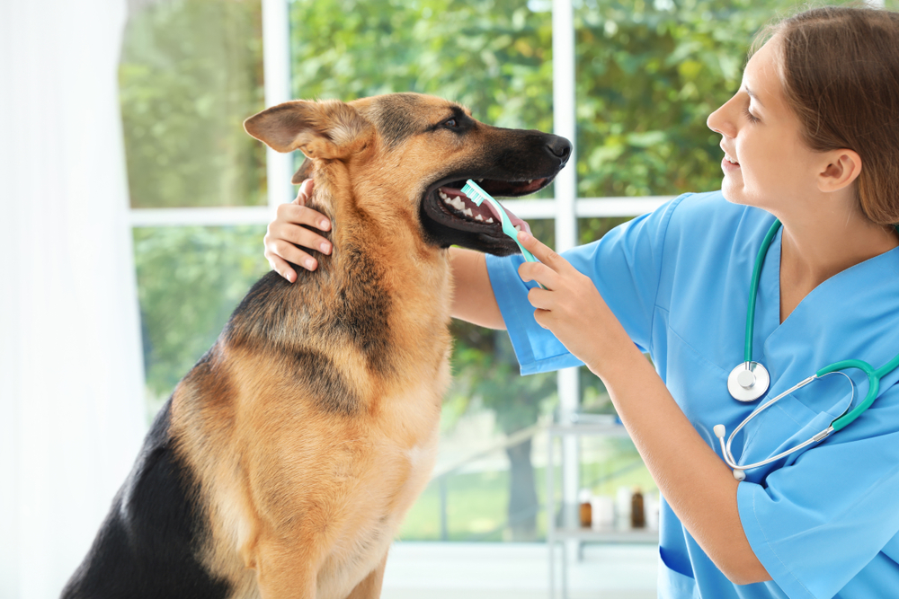 Is It Too Late to Brush My Dog’s Teeth? Vet-Reviewed Dental Facts