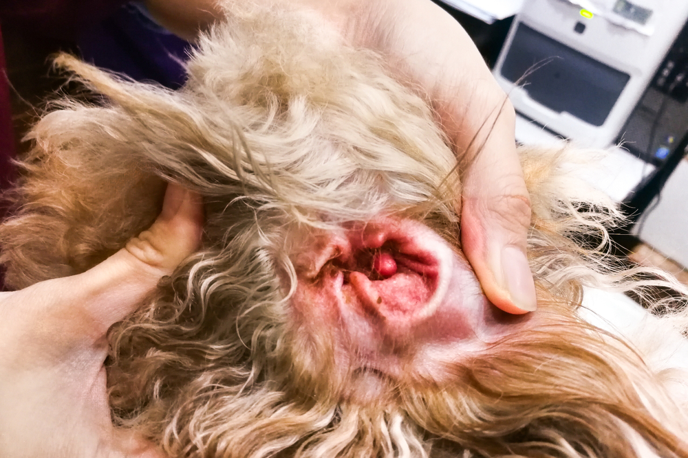 My Dog's Ear Infection Won't Go Away, What's Wrong? Vet-Verified Facts & FAQ