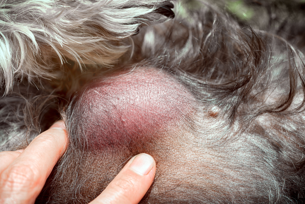 What Every Dog Owner Should Know About Lumps and Bumps