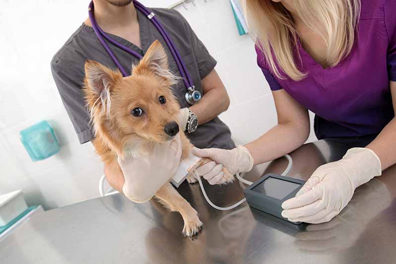 How to Take a Dog's Blood Pressure: 2 Vet Reviewed Methods