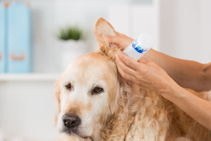 How Prone Are Golden Retrievers to Ear Infections? Vet-Verified Facts & Tips