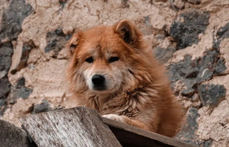 Vietnamese Hmong Dog Breed: Info, Pictures, Care & More
