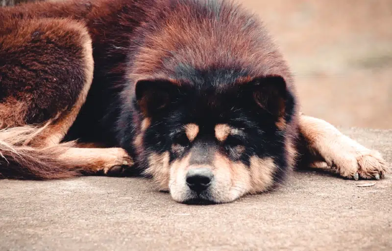 How Much Does a Hmong Dog Cost? (2026 Price Guide)