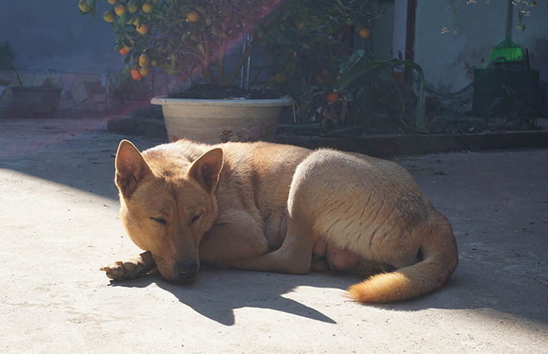 What Is a Lai Dog? History & FAQ