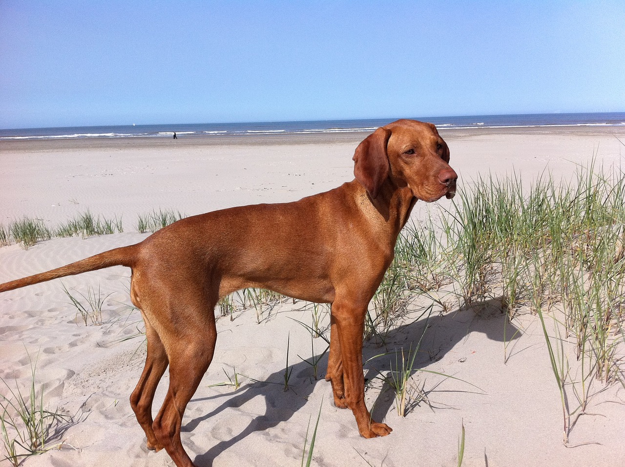 10 Great Dog-Friendly Beaches in New Jersey (2026 Update)