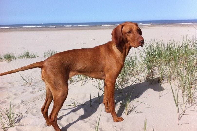 Do Vizslas Make Good Hunting Dogs? Skills, Abilities & Trainability