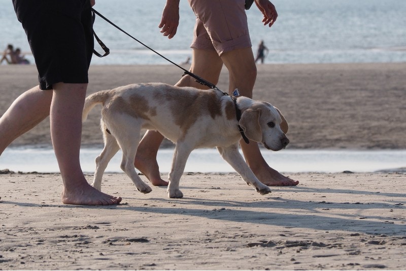 Top 4 Dog Friendly Beaches Near Marco Island, FL: Off-Leash & On-Leash Places to Go