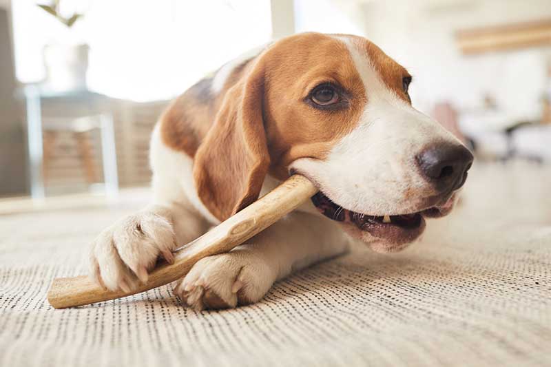 5 Benefits Dogs Get from Chewing Bones or Chews: Vet-Reviewed Facts