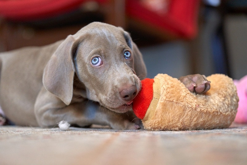 Why Does My Weimaraner Nook? What It Is, Reasons & Solutions