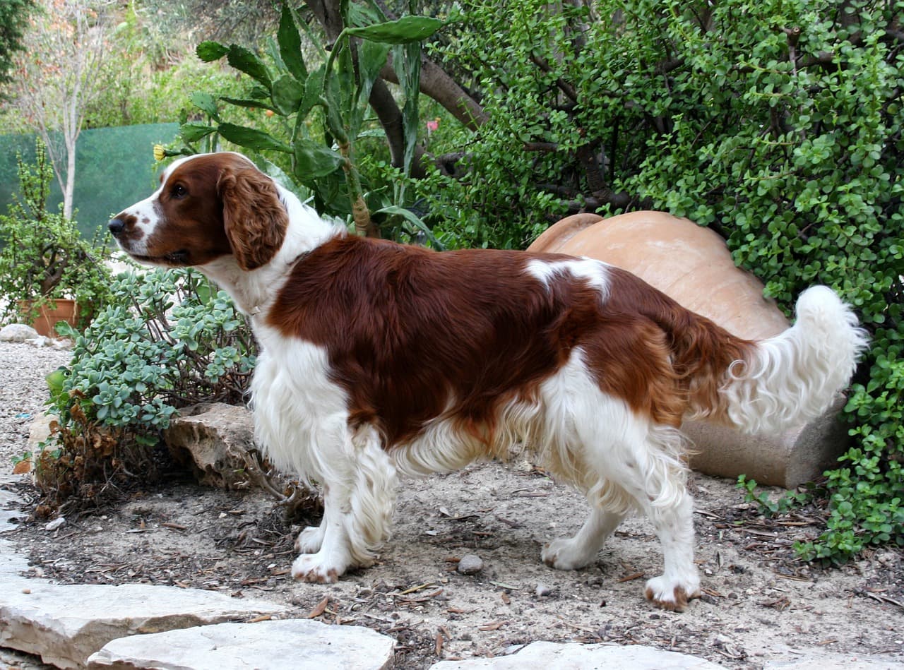Welsh Springer Spaniel outside